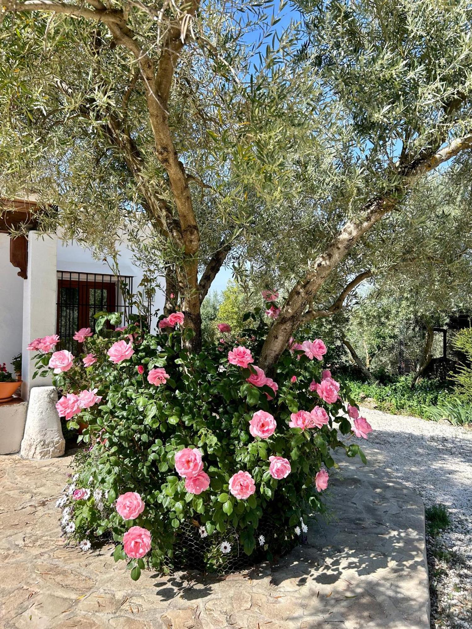 Refugio Andaluz Con Piscina Entre Olivos Villanueva de Tapia Buitenkant foto