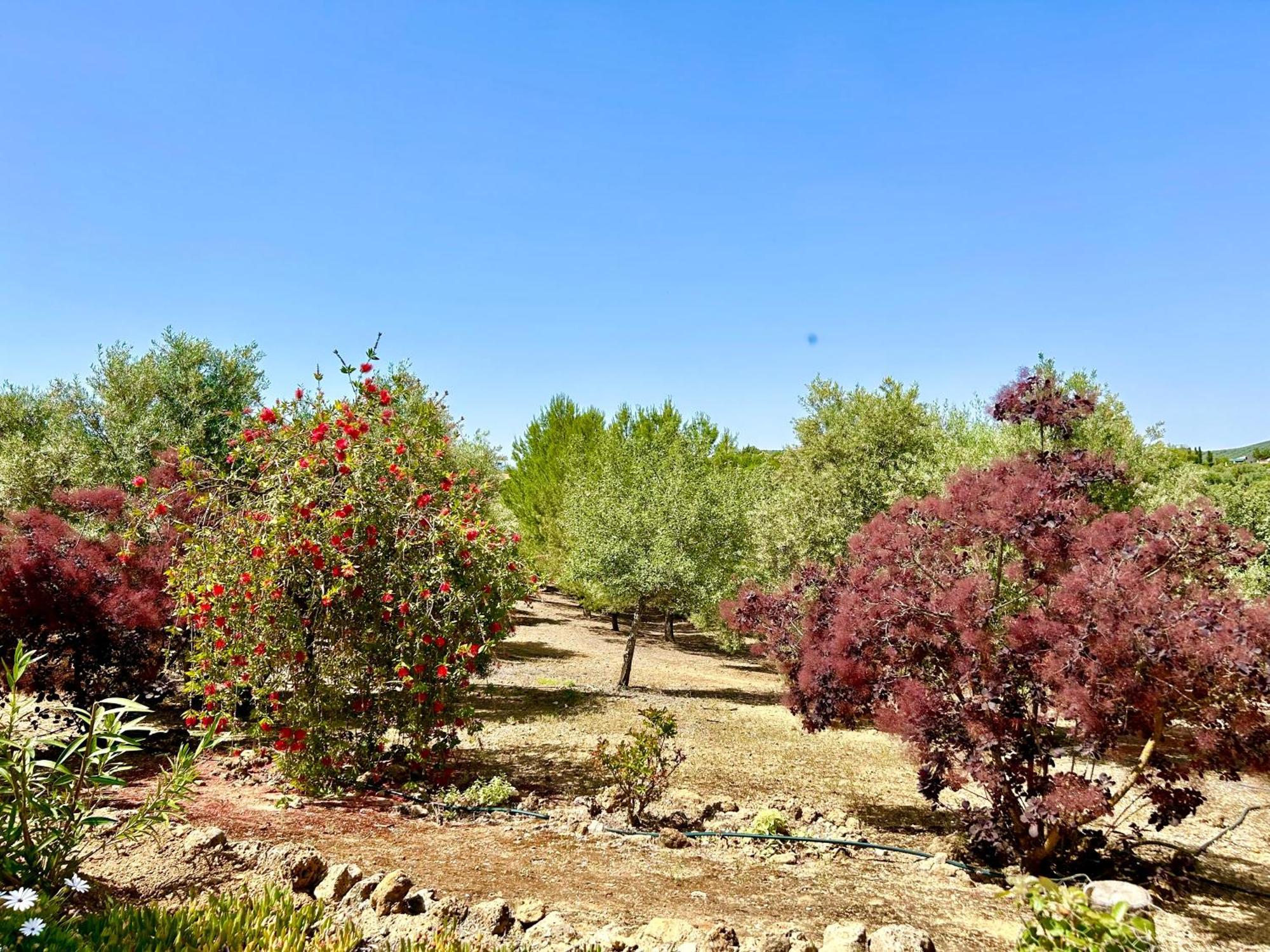 Refugio Andaluz Con Piscina Entre Olivos Villanueva de Tapia Buitenkant foto